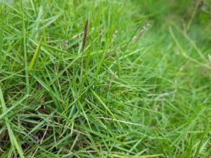 bentgrass on lawn