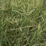 Bermuda Grass weed control by Senske. Image shows Bermuda Grass.