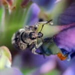 Billbugs pest control. Billbug on an iris flower. Needs Senske billbug pest extermination.