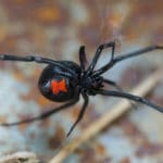 Black widow control needed for a black widow spider shown in image.