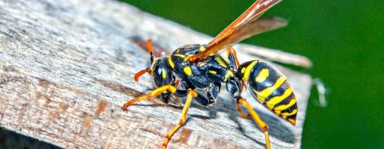 wasp grasps onto piece of wood in a boise idaho neighborhood that needs boise pest control services