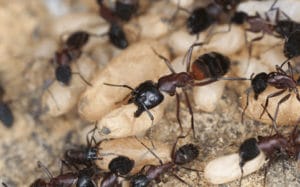 A colony of Carpenter ants.