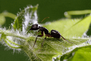 An Ant on a Leaf