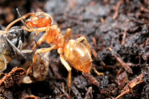 Carpenter ants can be red. Red carpenter ant on soil.