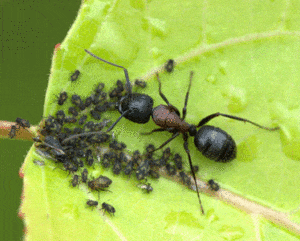Carpenter ants eat other insects on a leaf