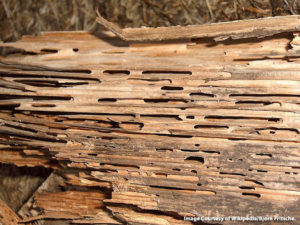 Carpenter ants damage to log