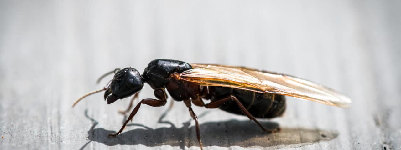 Carpenter ants pest control. Single carpenter ant with wings.