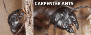 Carpenter ants pest control