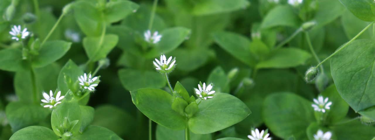 Chickweed weed control. Chickweed has pointed leaves and white flowers.