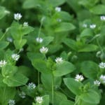 Chickweed weed control. Chickweed has pointed leaves and white flowers.