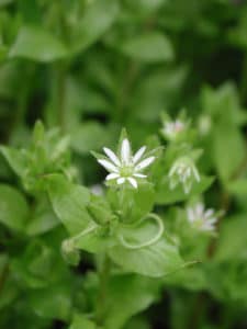 Chickweed is several inches high with white flowers. Get Senske weed control today!
