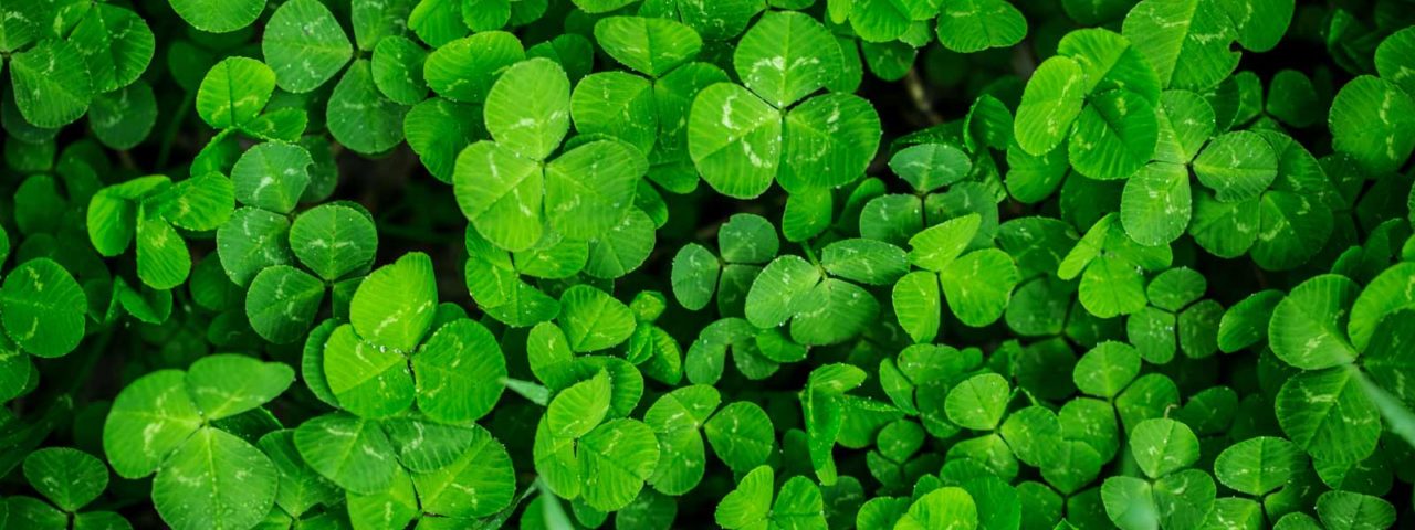 clover weed control. Image of clover shown - three leafed.