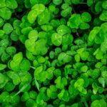 clover weed control. Image of clover shown - three leafed.