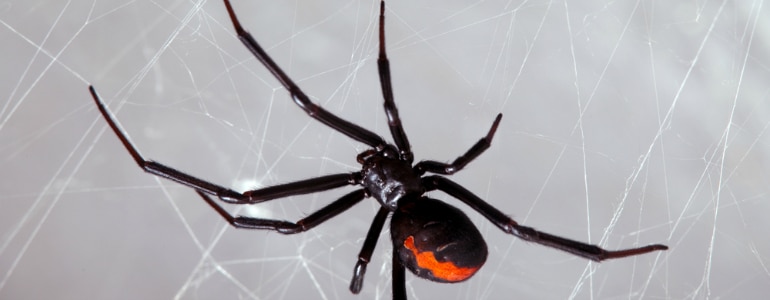 black widow spider on web in coeur d'alene, idaho needs Senske's Coeur d'Alene pest control services