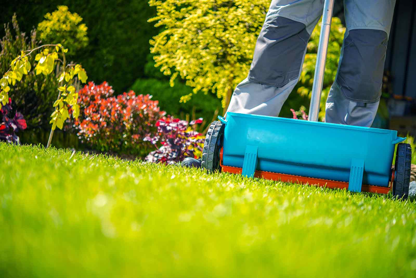 When to fertilize your lawn in Colorado