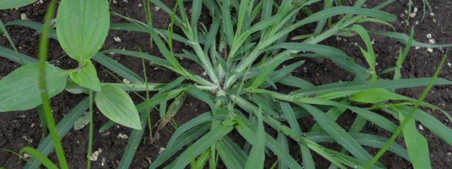 Crabgrass weed control from Senske. Image of crabgrass growing in soil.
