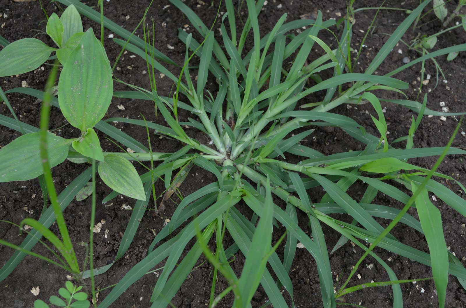 Crabgrass weed control from Senske. Image of crabgrass growing in soil.