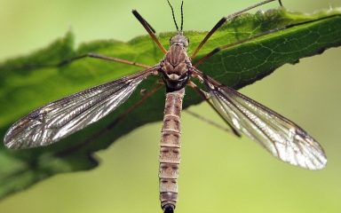 adult crane fly