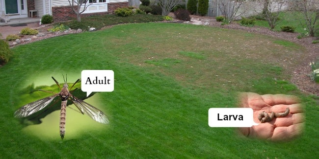 adult and larva crane fly