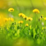 Senske Dandelion killer needed for Dandelions growing in lawn