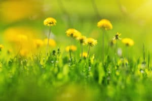 Senske Dandelion killer needed for Dandelions growing in lawn