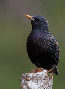 European Starling needs pest bird control