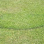 Fairy ring lawn disease. Ring in grass needs Senske lawn disease treatment.