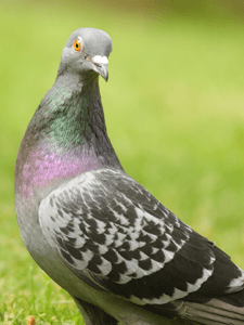 Feral Pigeon pest bird control