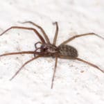 hobo spider control. Hobo spider is brown with long legs.