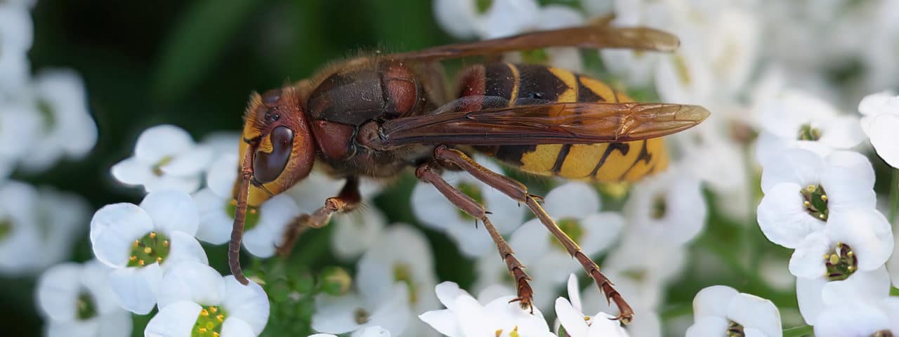 Get Hornet control & Hornet nest removal. Hornet shown on flowers.