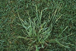 Crabgrass in lawn.