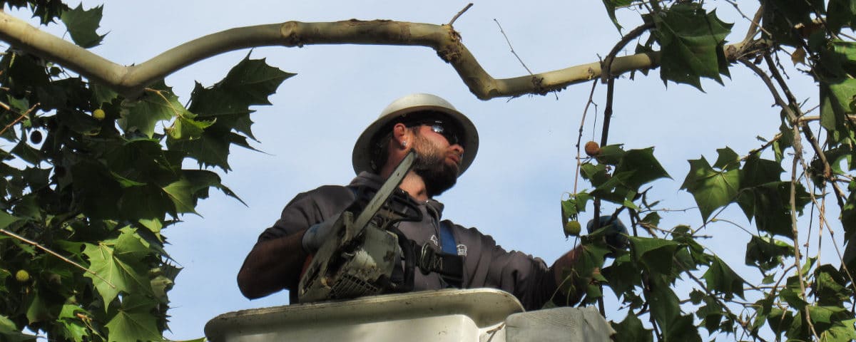Man with harness climbs in tree to provide Idaho Falls tree services in idaho falls, idaho