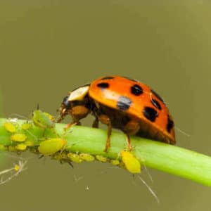 Ladybug provides aphid control by eating aphids on a plant stem.