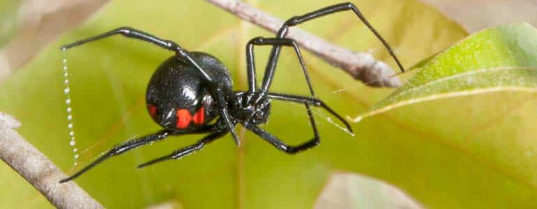 las-vegas-black-widow-spider.jpg