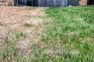 Visible distinction between healthy lawn and chemical burned grass. . High quality photo