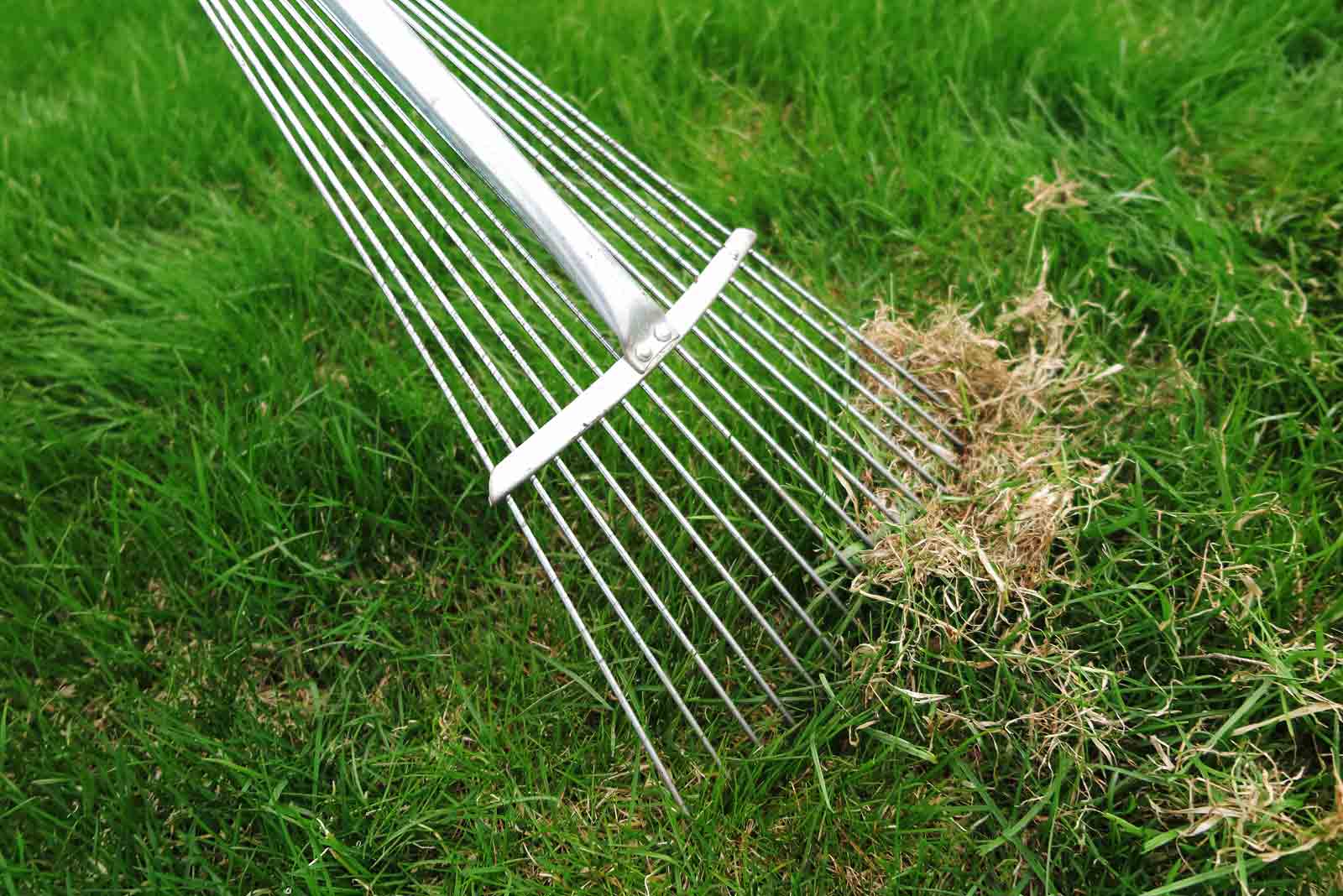 How to Maintain Healthy Lawn Thatch