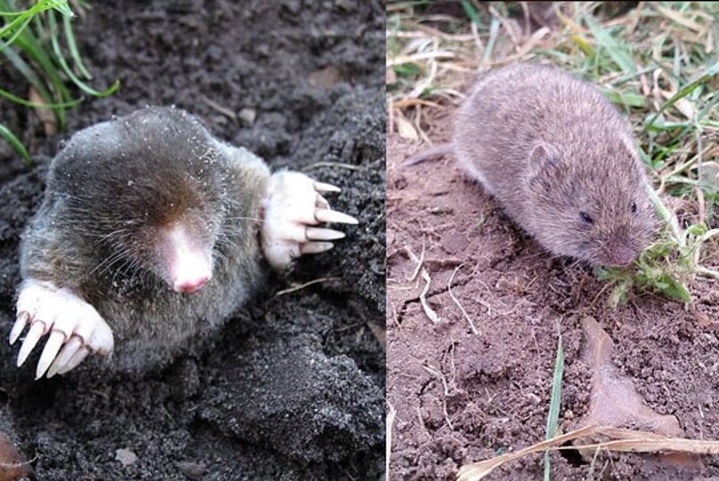 mole and vole in yards. They need Senske pest control.