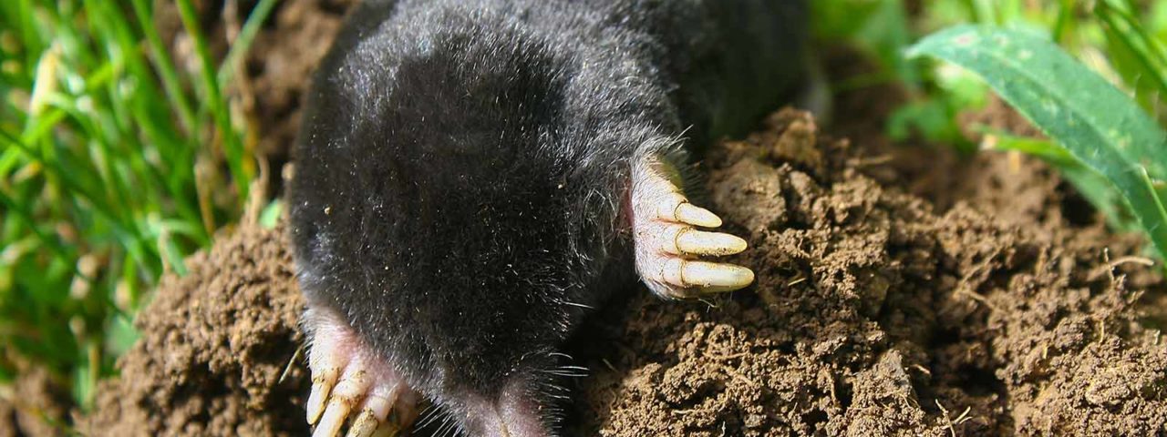 Moles Voles pest control from Senske
