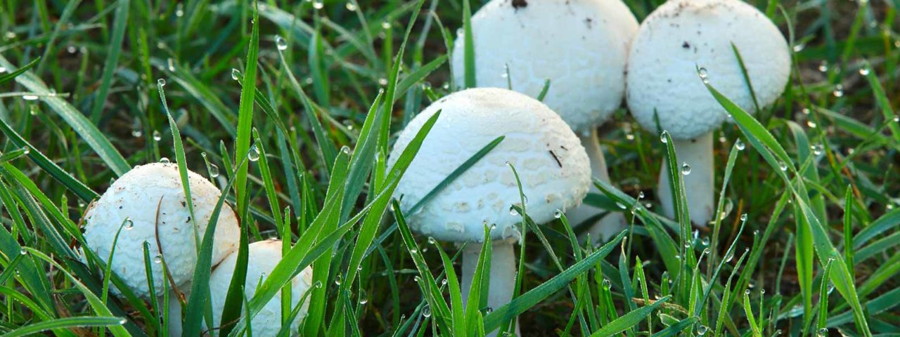 Mushrooms in lawn.