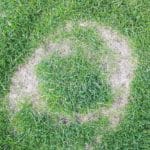 necrotic rings in grass