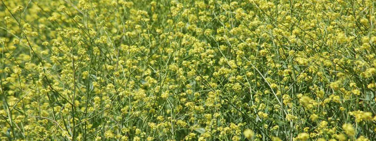 noxious weed control