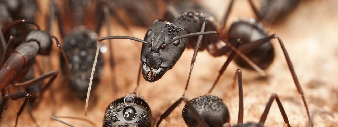 Odorous ants in a house need Senske ant control