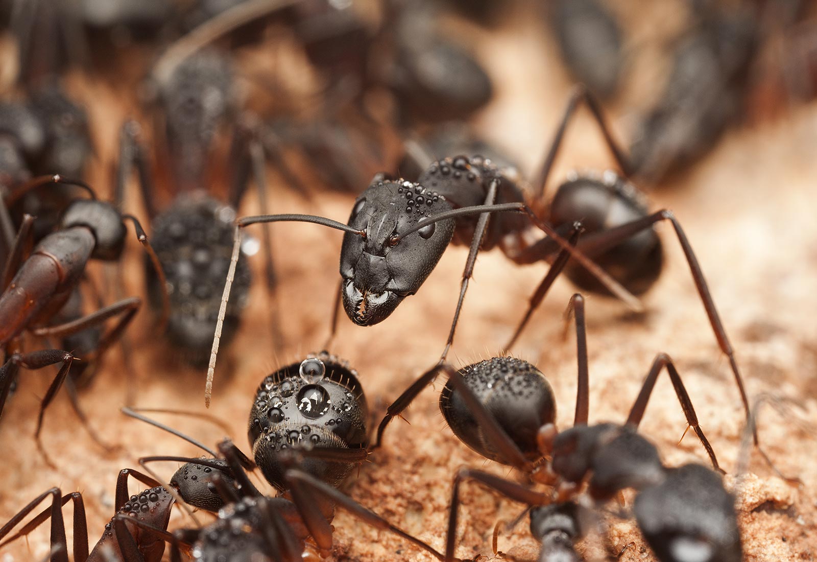 Odorous Ants