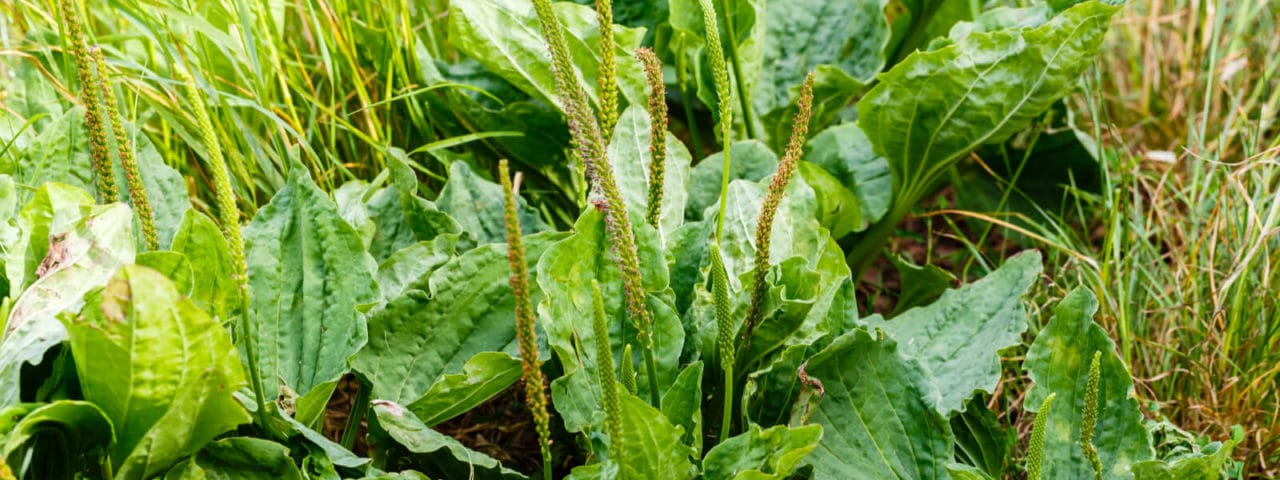 Plantain Grass Weed