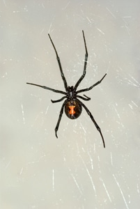 Black Widow on a web
