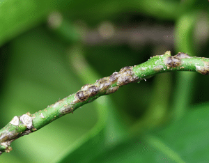 Soft scale insects beginning to gather on branch
