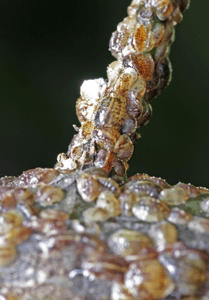Scale insect infestation on leaf and branch.