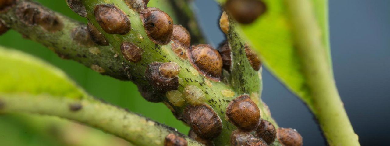 scale insects on leaves and stems.