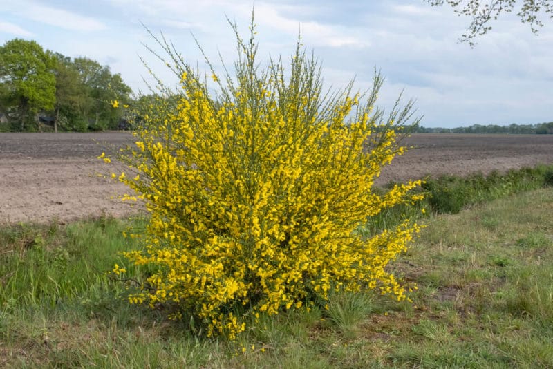 Scotch Broom Census from the Washington Invasive Species Council
