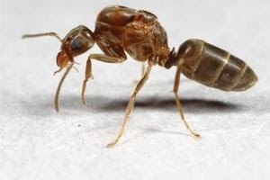 Seattle ant control